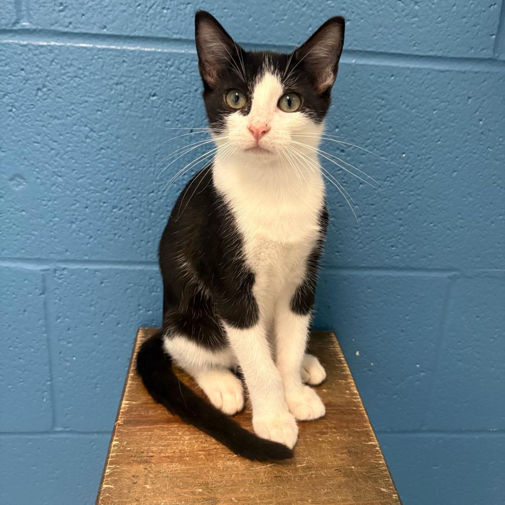 Enlarge Bugatti, a Adoptable Domestic Short Hair in Carencro, LA image 2/6