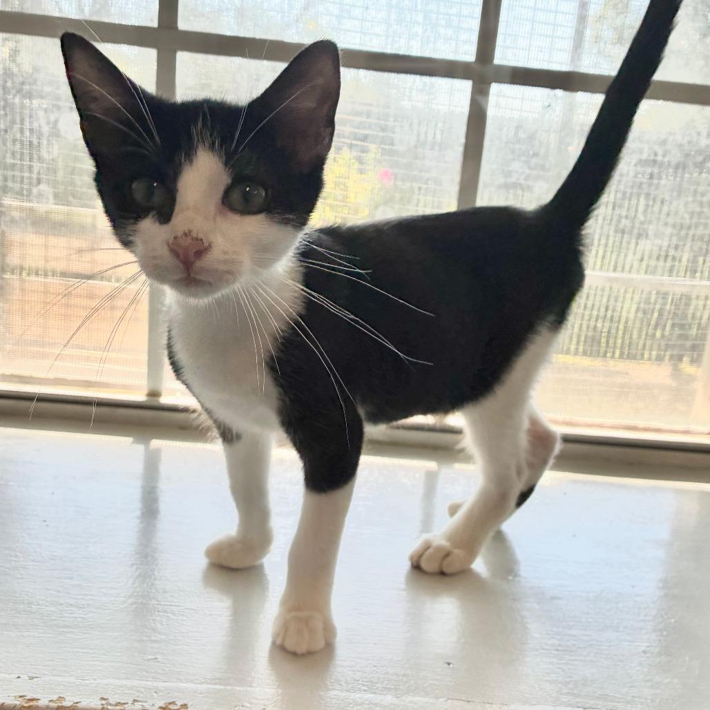 Enlarge Bugatti, a Adoptable Domestic Short Hair in Carencro, LA image 3/6