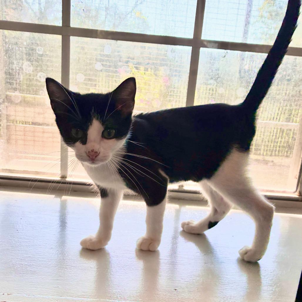 Enlarge Bugatti, a Adoptable Domestic Short Hair in Carencro, LA image 4/6