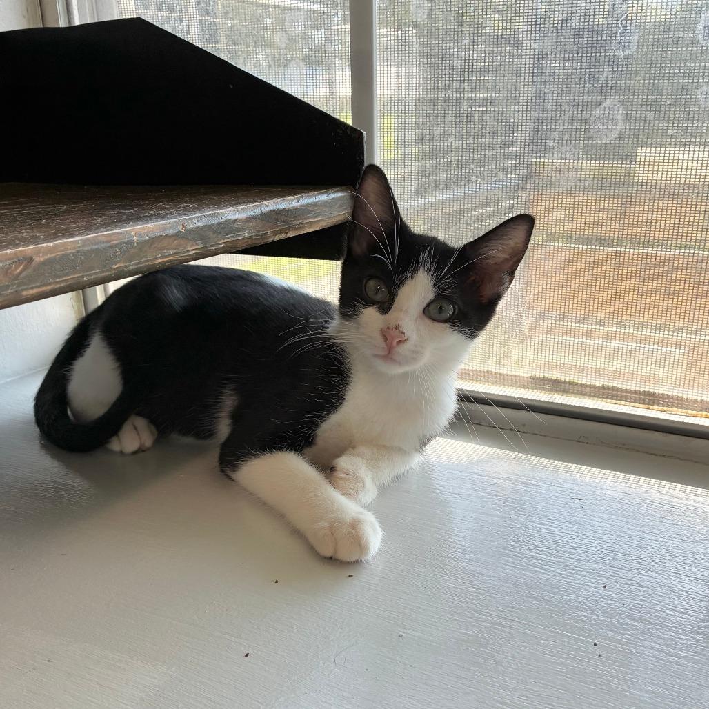 Enlarge Bugatti, a Adoptable Domestic Short Hair in Carencro, LA image 5/6