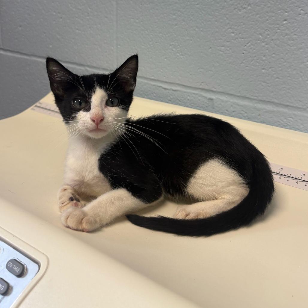 Enlarge Bugatti, a Adoptable Domestic Short Hair in Carencro, LA image 6/6