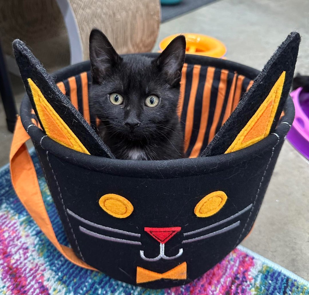 Margaret Scratcher, Adopted, Kitten Female Domestic Short Hair.