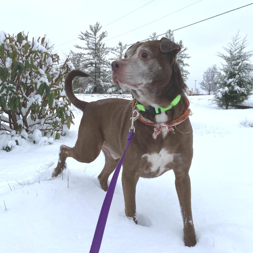 Dax, Adoptable, Senior Male Mixed Breed.