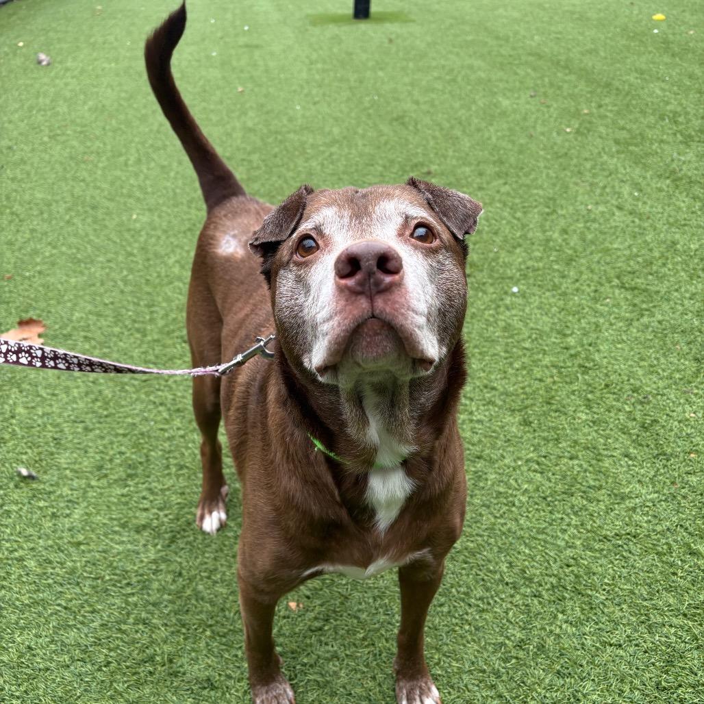 Enlarge Dax, a Adoptable Mixed Breed in Washington Township, OH image 3/6