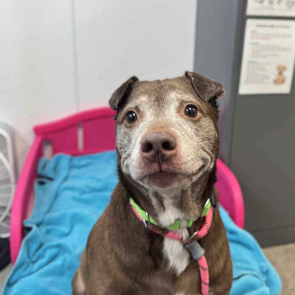 Enlarge Dax, a Adoptable Mixed Breed in Washington Township, OH image 4/6