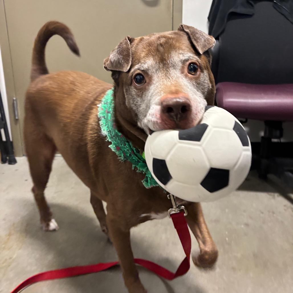 Enlarge Dax, a Adoptable Mixed Breed in Washington Township, OH image 5/6