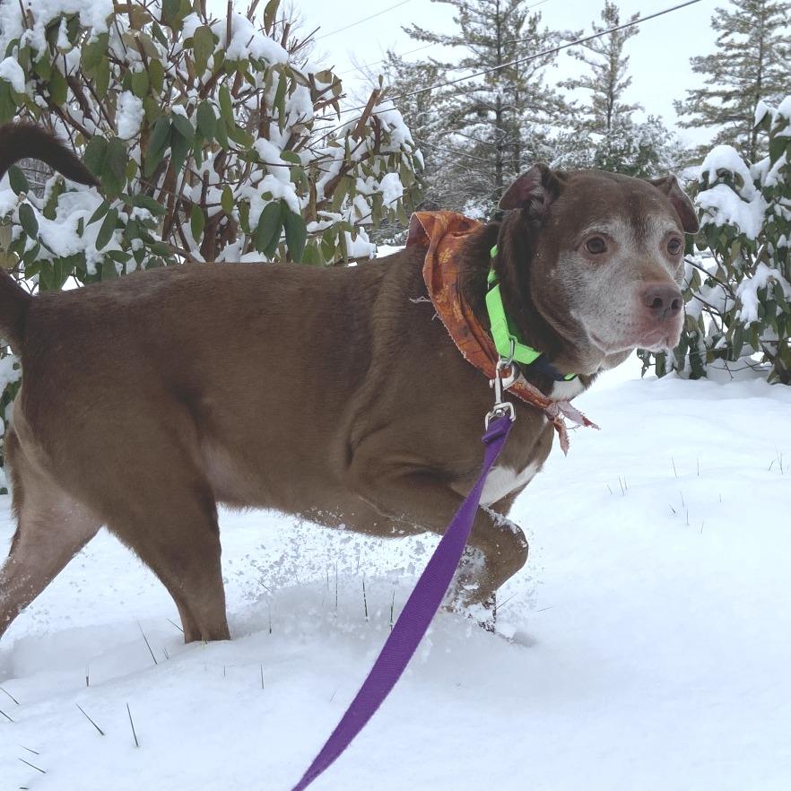 Enlarge Dax, a Adoptable Mixed Breed in Washington Township, OH image 6/6