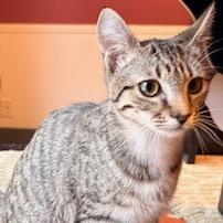 Enlarge Rosie, an adopted Tabby in Southern Pines, NC image 1/1