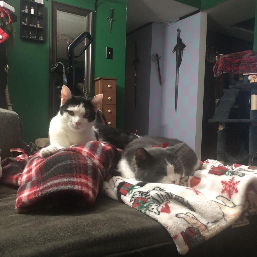 Abe, Adoptable, Adult Male Domestic Short Hair.