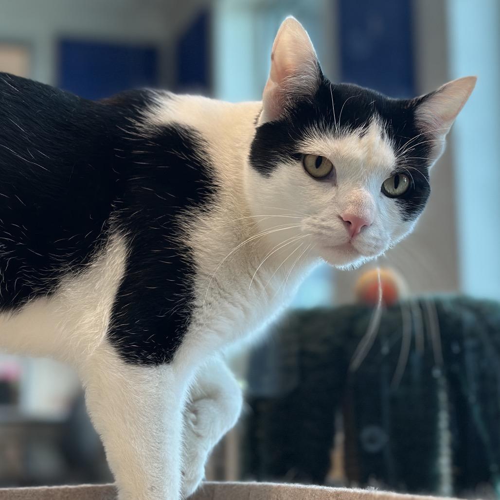 Enlarge Abe, a Adoptable Domestic Short Hair in Matteson, IL image 5/6