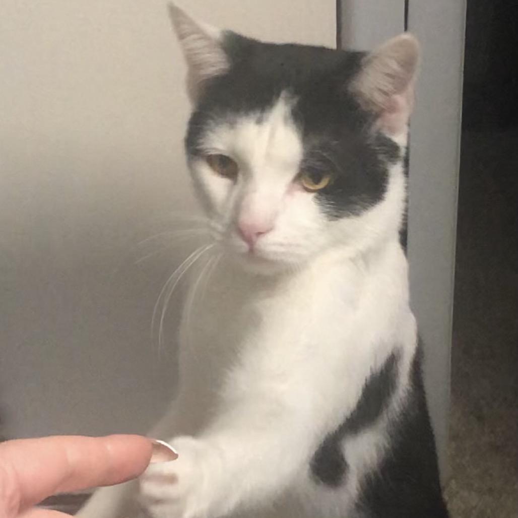 Enlarge Abe, a Adoptable Domestic Short Hair in Matteson, IL image 5/5