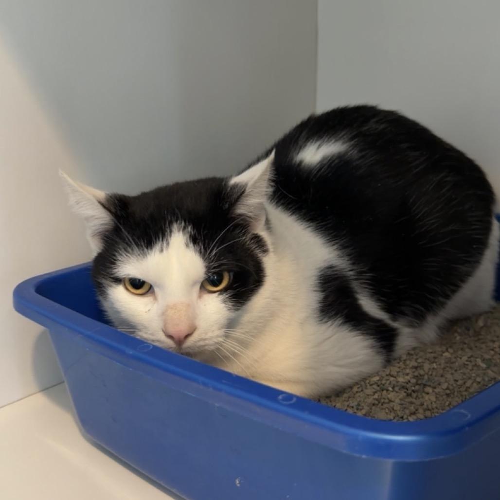 Abe, Adoptable, Adult Male Domestic Short Hair.