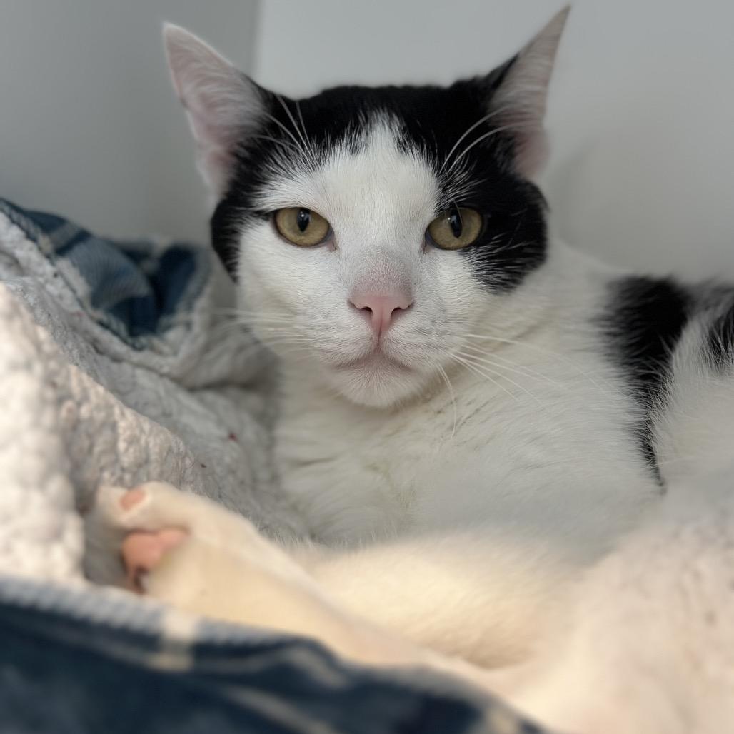 Enlarge Abe, a Adoptable Domestic Short Hair in Matteson, IL image 6/6