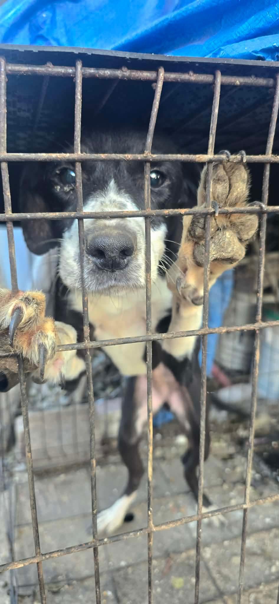 Enlarge Maya, a ADOPTABLE mixed breed in Dallas, TX image 1/6