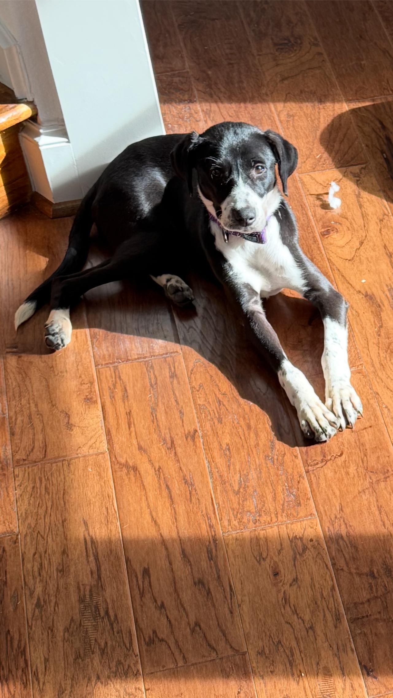 Enlarge Maya, a ADOPTABLE mixed breed in Dallas, TX image 5/6