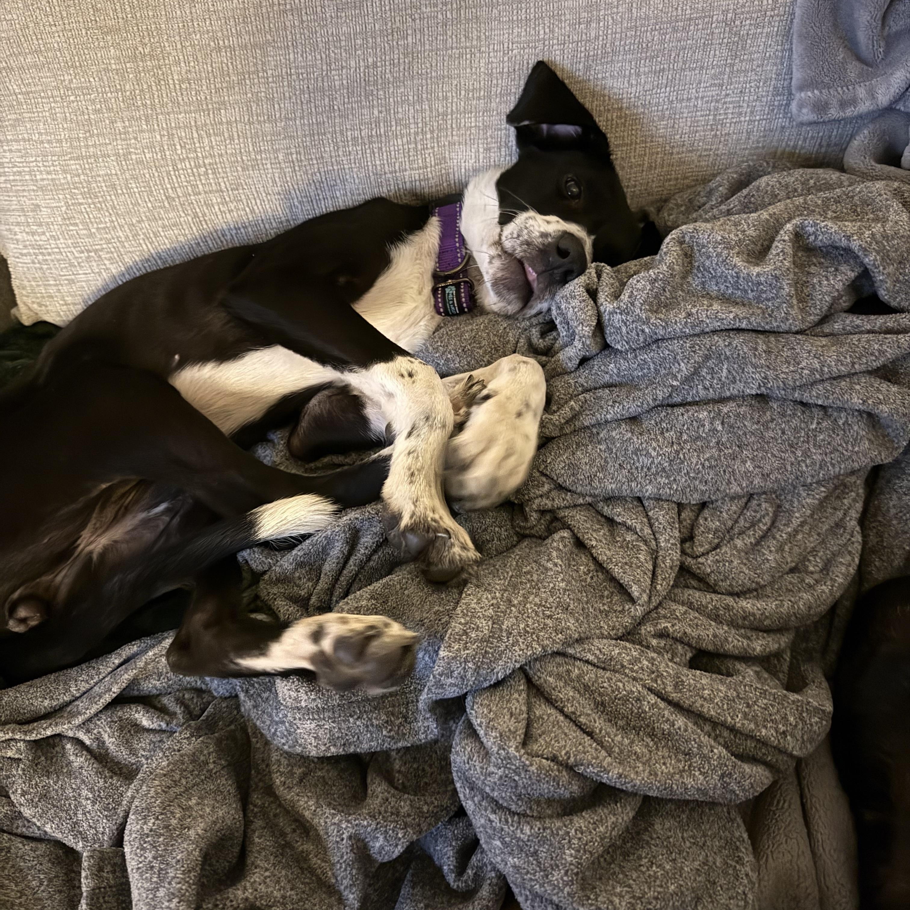 Enlarge Maya, a ADOPTABLE mixed breed in Dallas, TX image 4/6