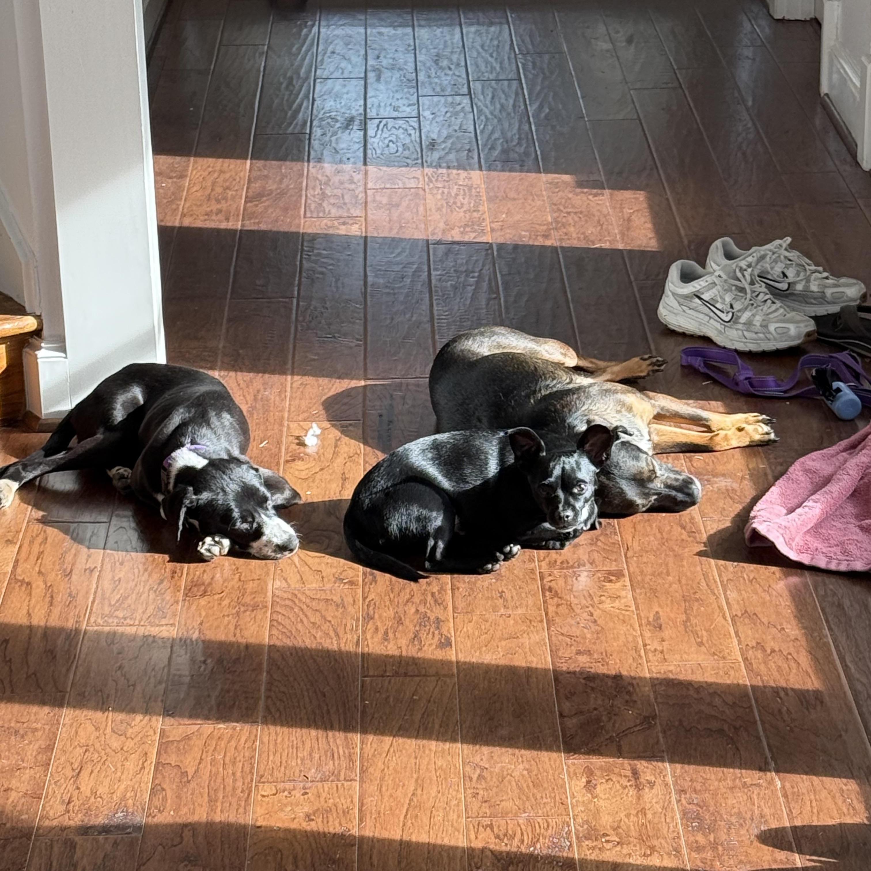 Enlarge Maya, a ADOPTABLE mixed breed in Dallas, TX image 2/6