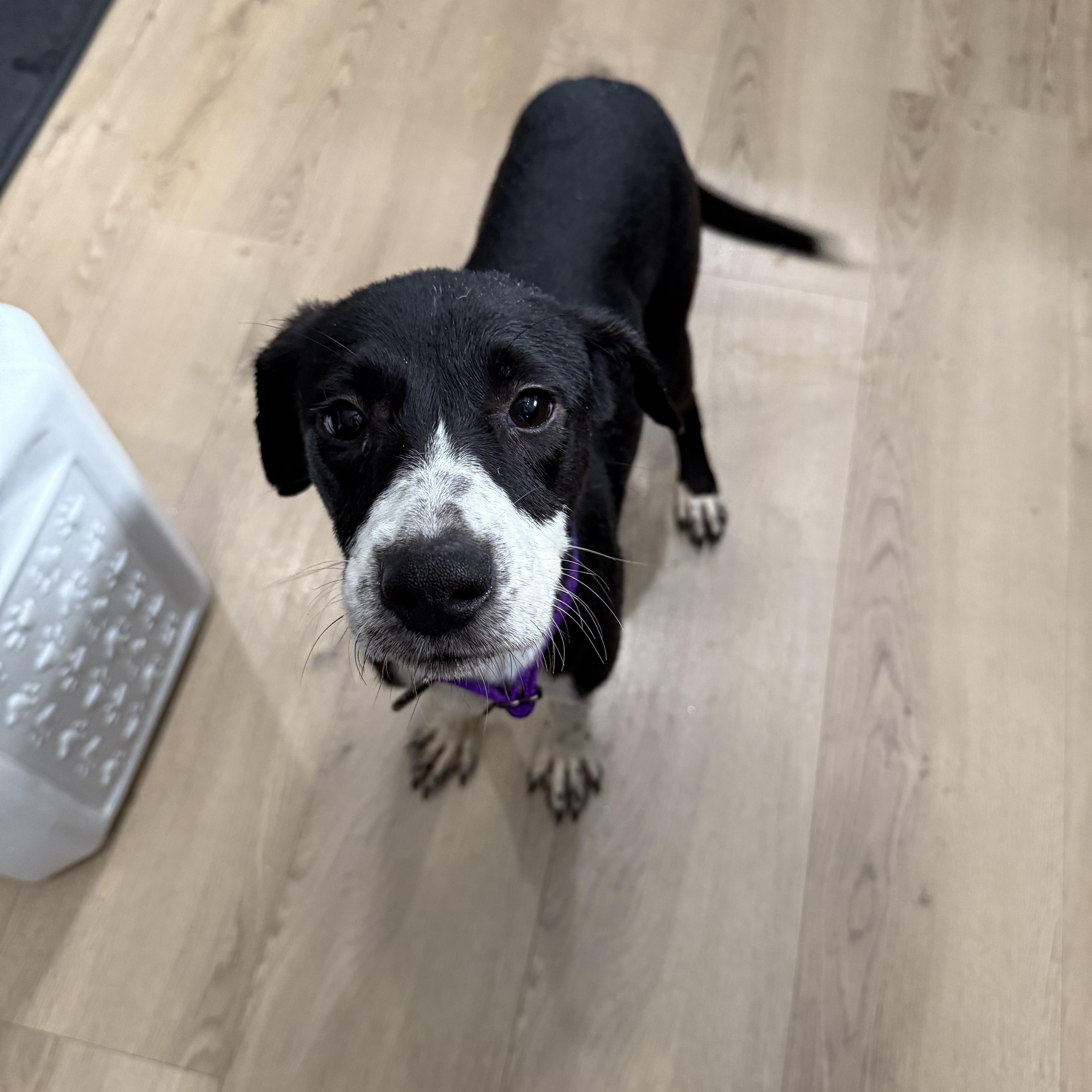 Enlarge Maya, a ADOPTABLE mixed breed in Dallas, TX image 6/6