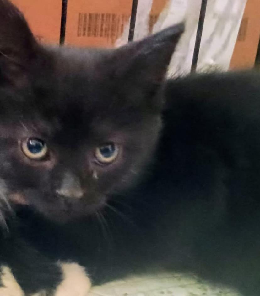 Tot, Adoptable, Kitten Male Domestic Short Hair.