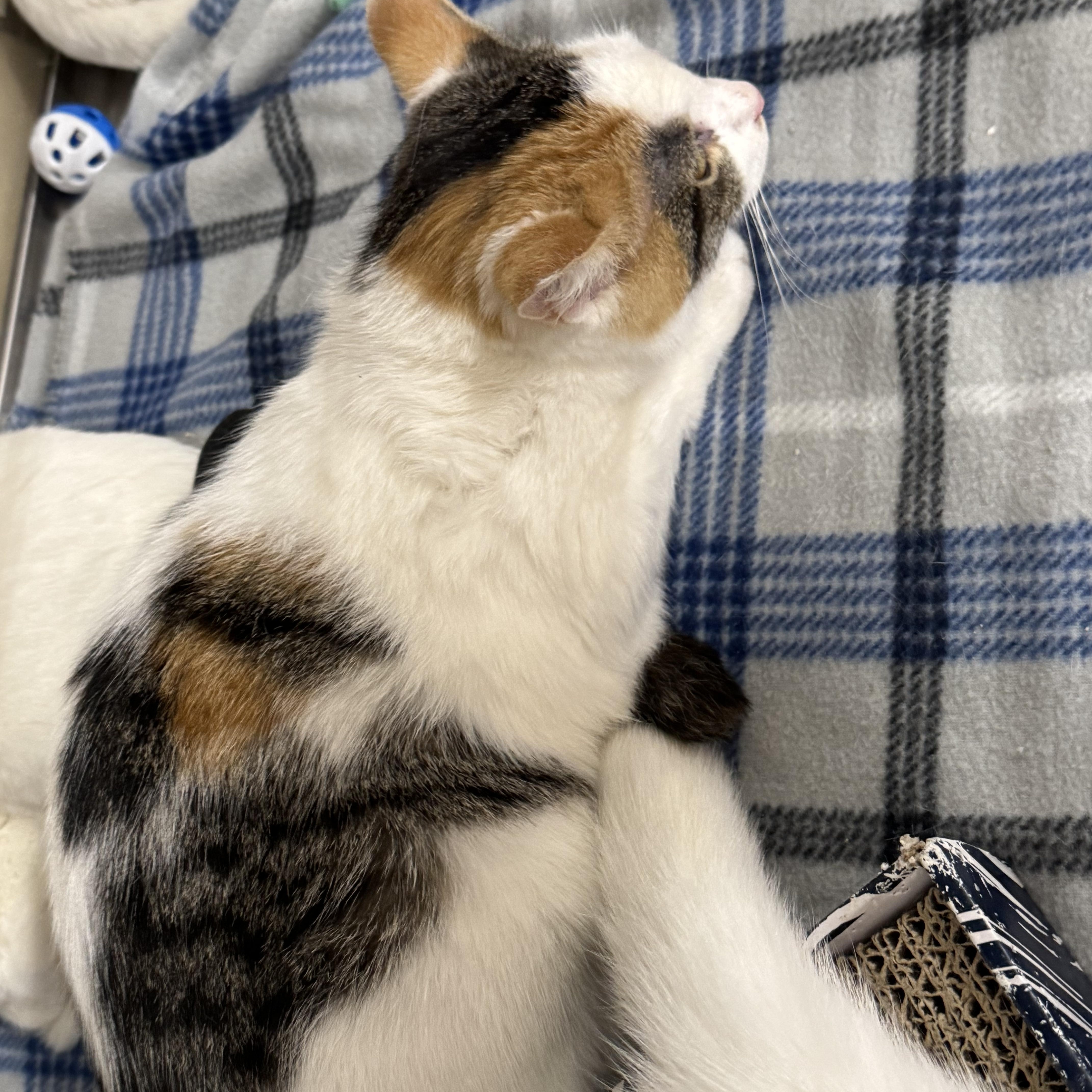 Enlarge De Booty, a Adopted Domestic Short Hair in Gerrardstown, WV image 6/6