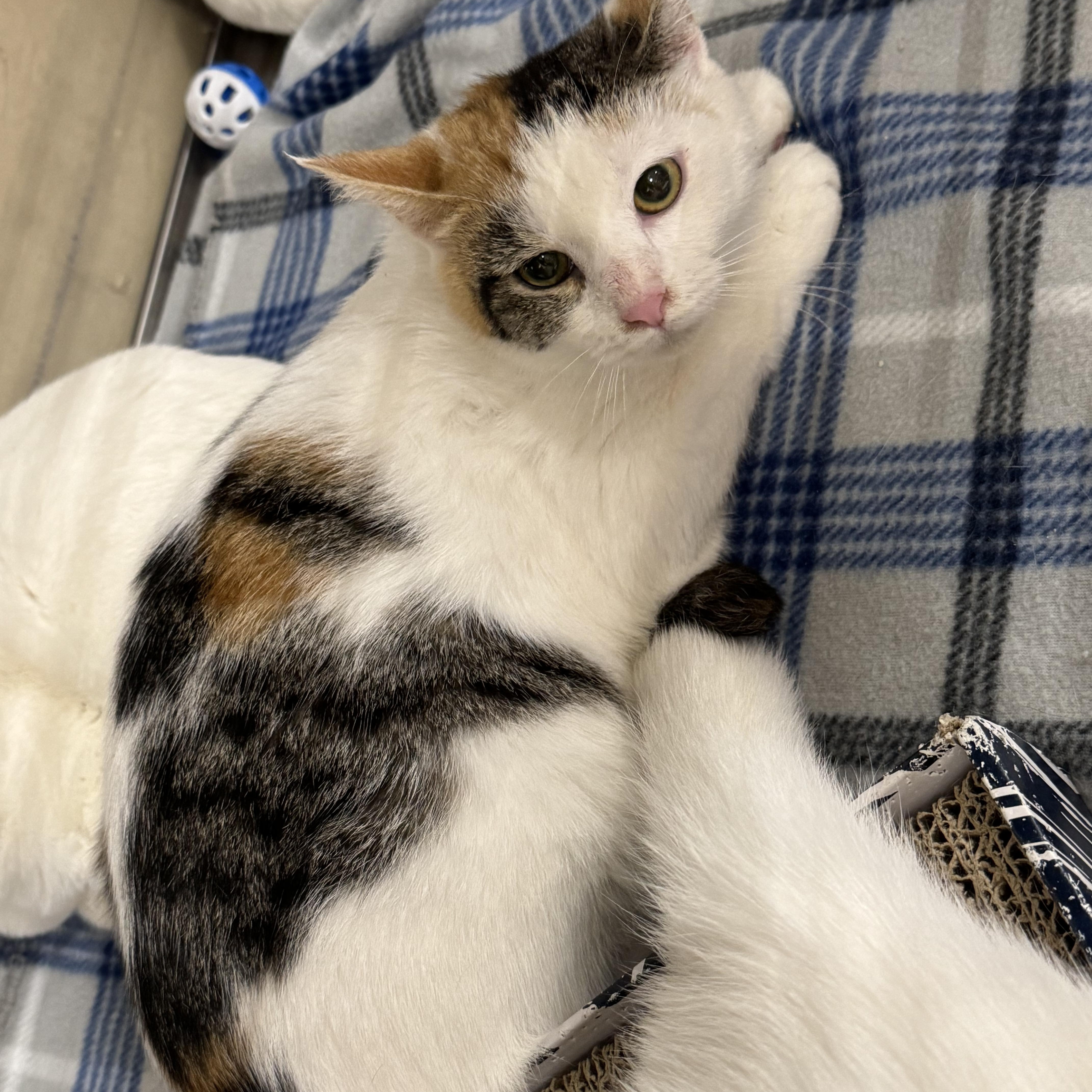 De Booty, Adopted, Young Female Domestic Short Hair.