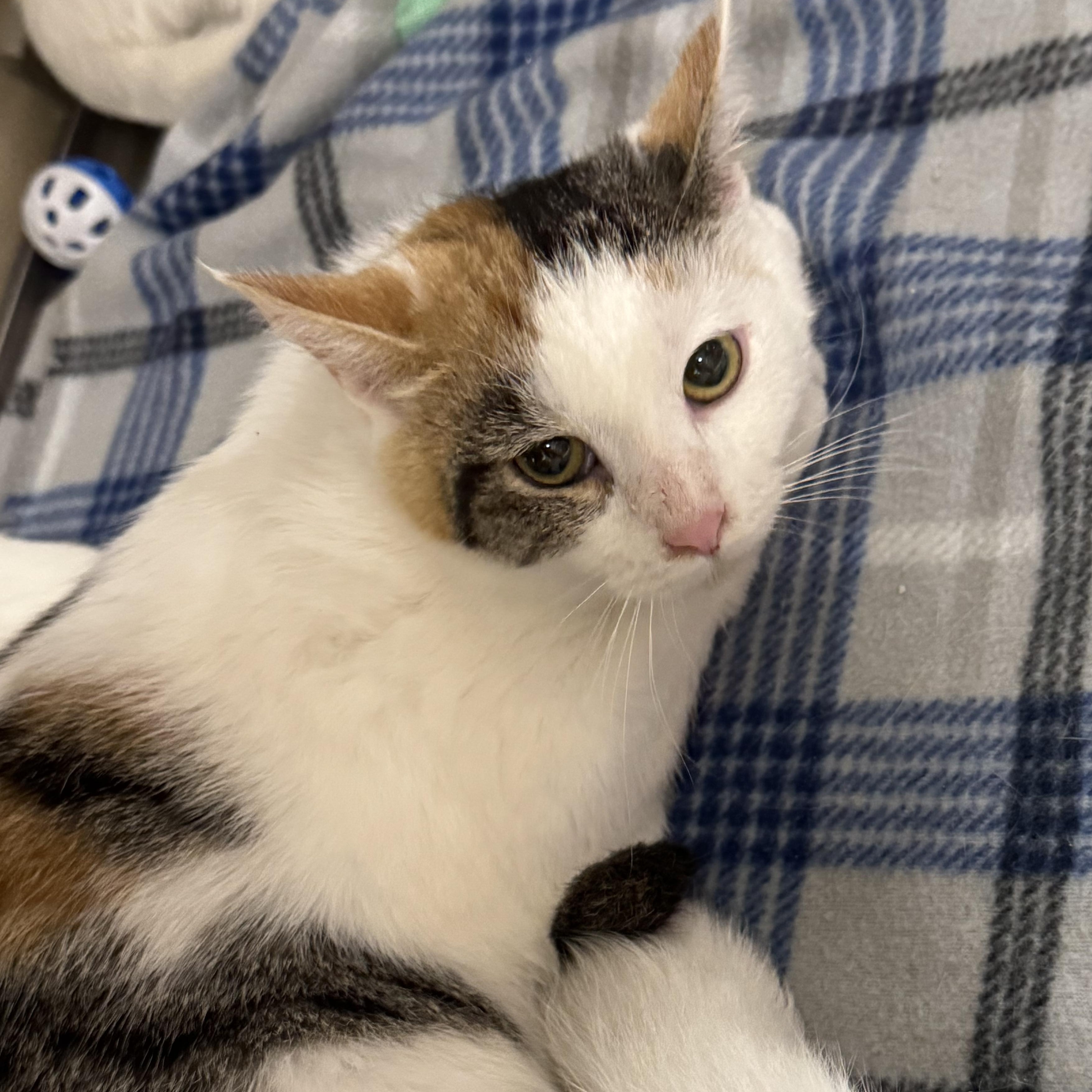 Enlarge De Booty, a Adopted Domestic Short Hair in Gerrardstown, WV image 2/6