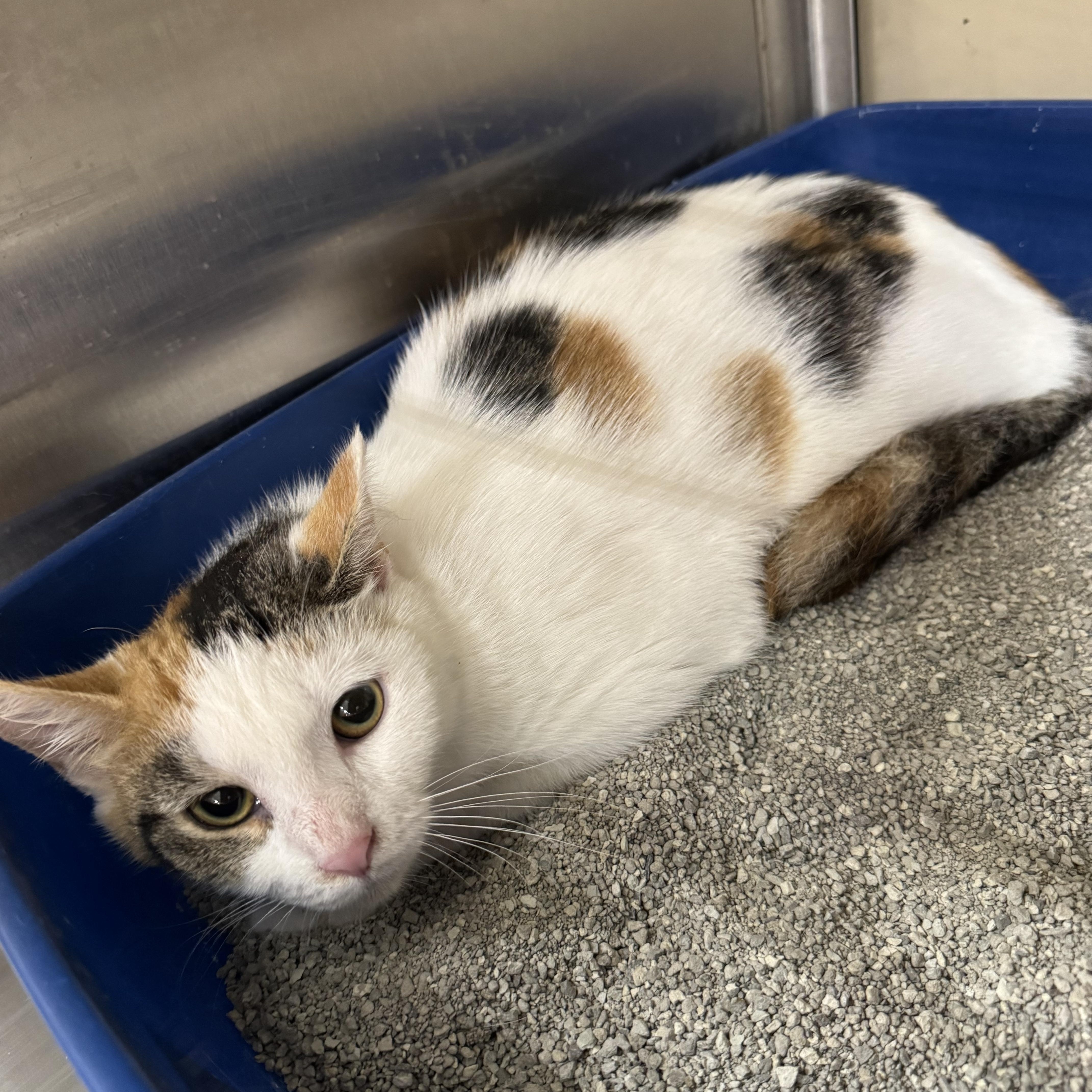 Enlarge De Booty, a Adopted Domestic Short Hair in Gerrardstown, WV image 3/6