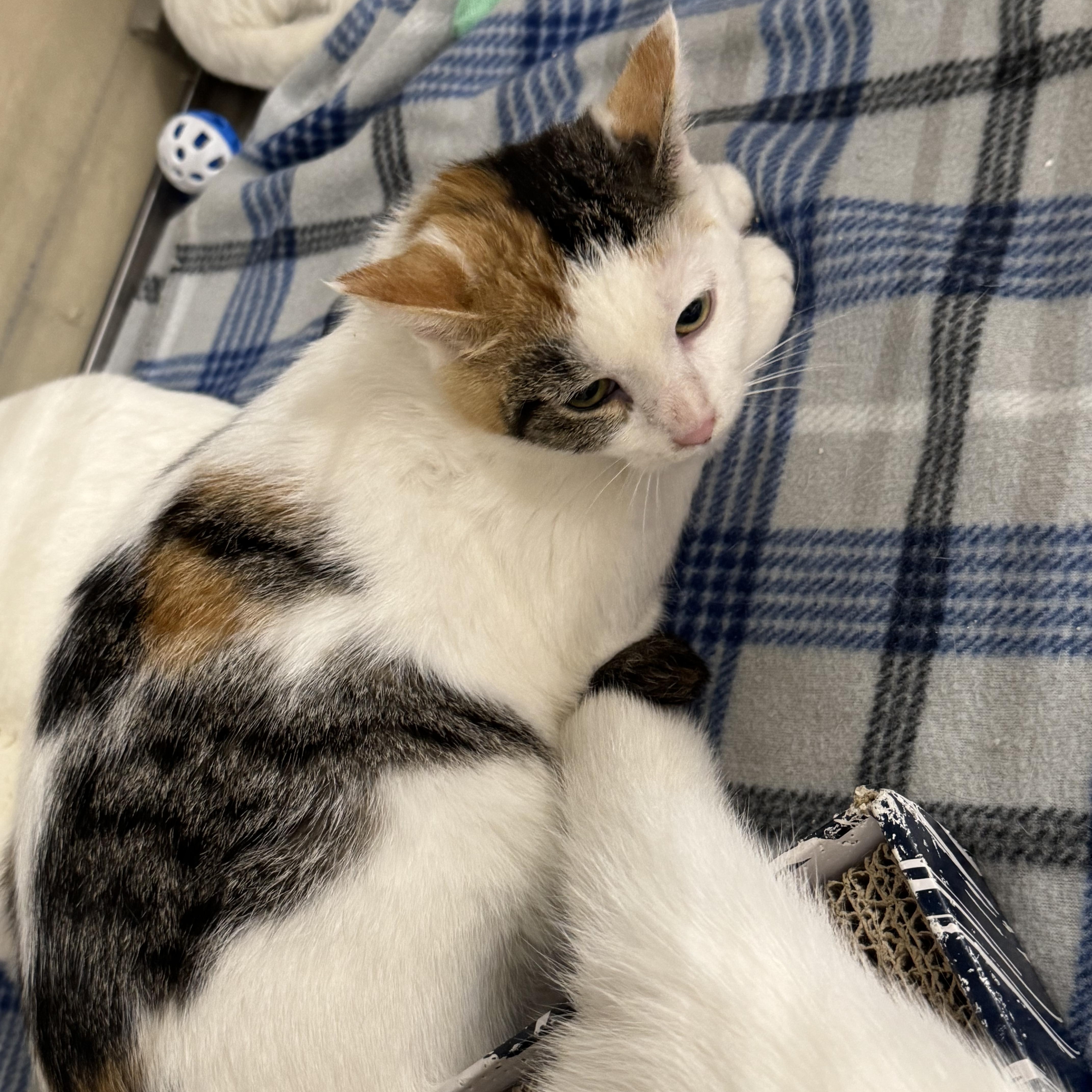 Enlarge De Booty, a Adopted Domestic Short Hair in Gerrardstown, WV image 4/6