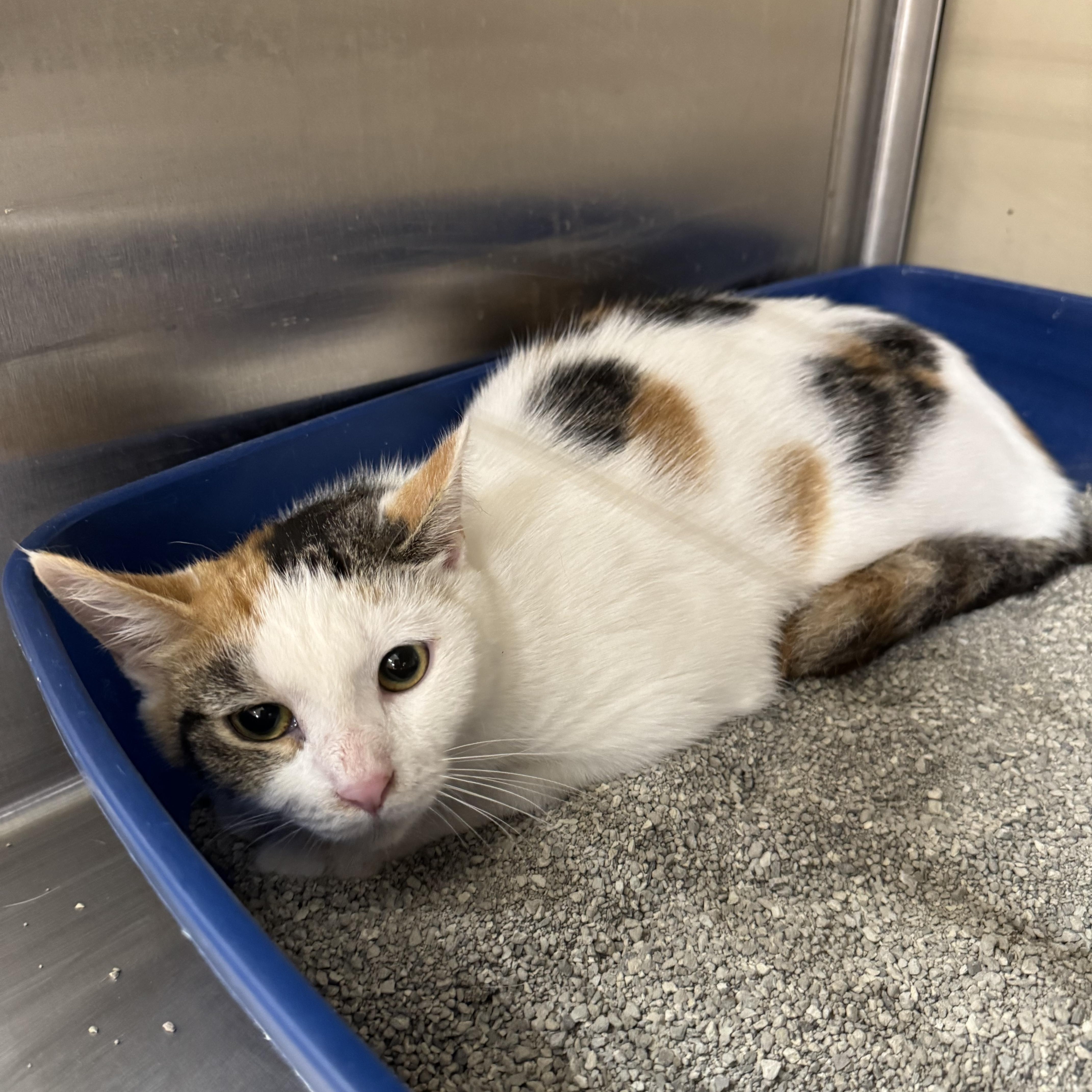 Enlarge De Booty, a Adopted Domestic Short Hair in Gerrardstown, WV image 5/6