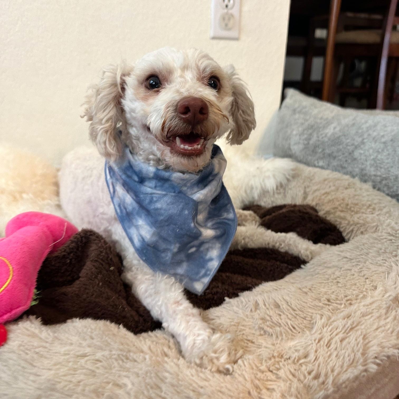 Enlarge Miklo, a Adoptable mixed breed in Cambridge, OH image 3/6