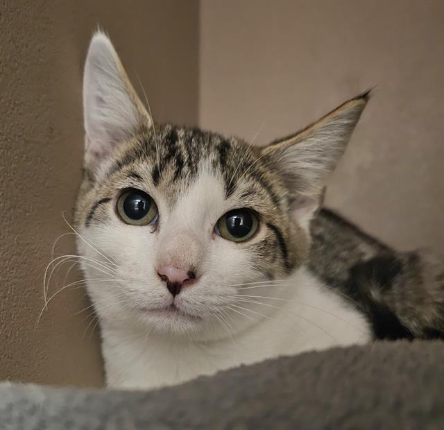 Enlarge MUSA, a Adoptable Domestic Short Hair in Clyde, NC image 1/1