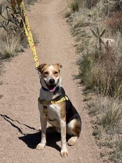KRISTOFF, Adoptable, Adult Male German Shepherd Dog & Mixed Breed.