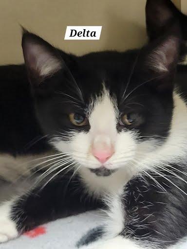 Enlarge Delta, a ADOPTABLE Domestic Short Hair in Marshall, TX image 1/1