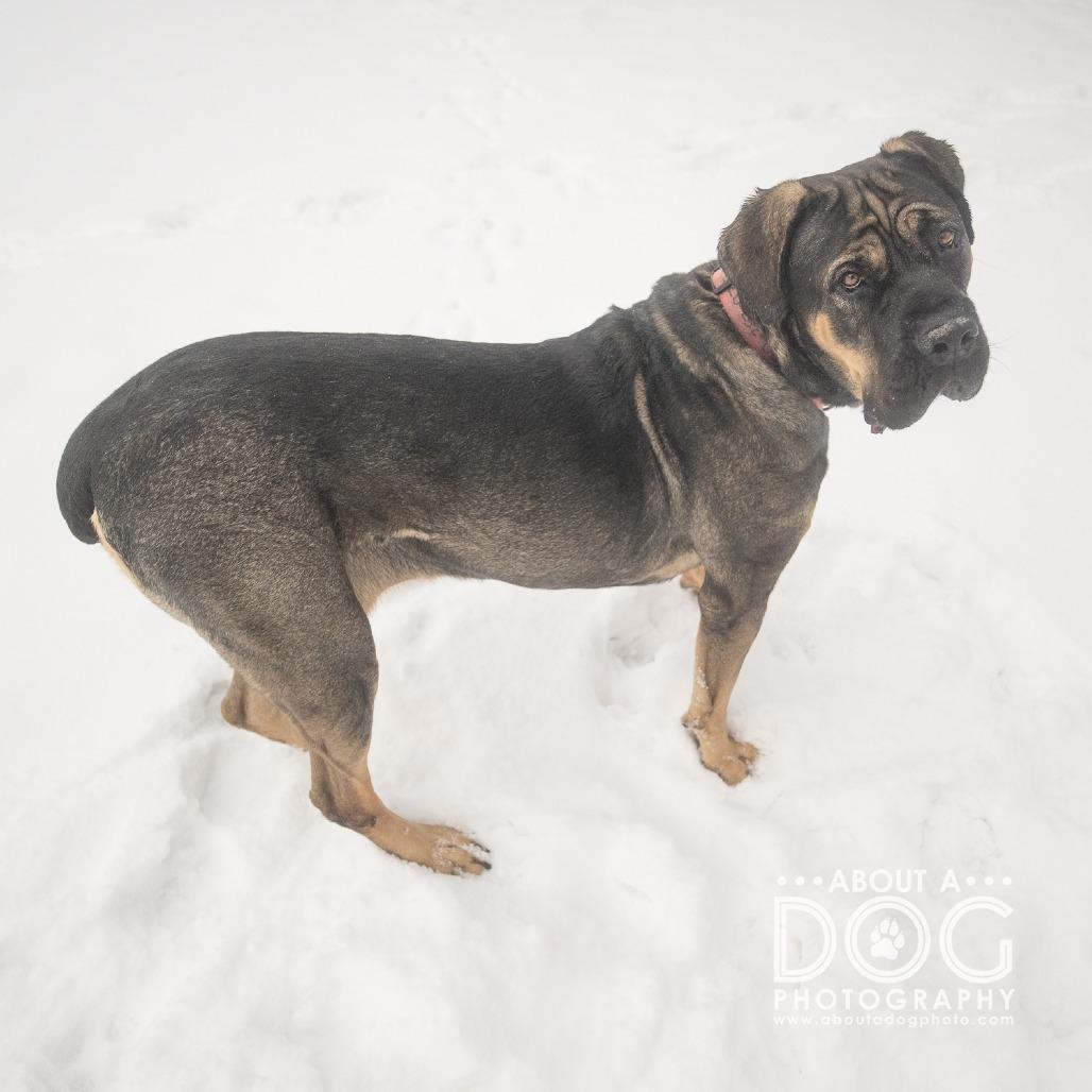 Stella, a Adoptable mixed breed in Saint Cloud, MN image 1/3