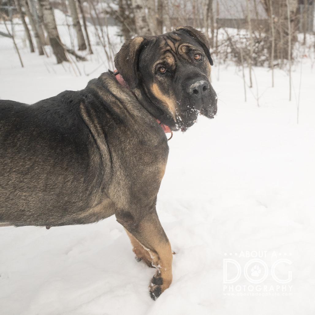 Stella, a Adoptable mixed breed in Saint Cloud, MN image 2/3