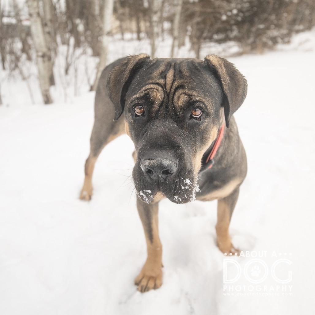 Stella, a Adoptable mixed breed in Saint Cloud, MN image 3/3
