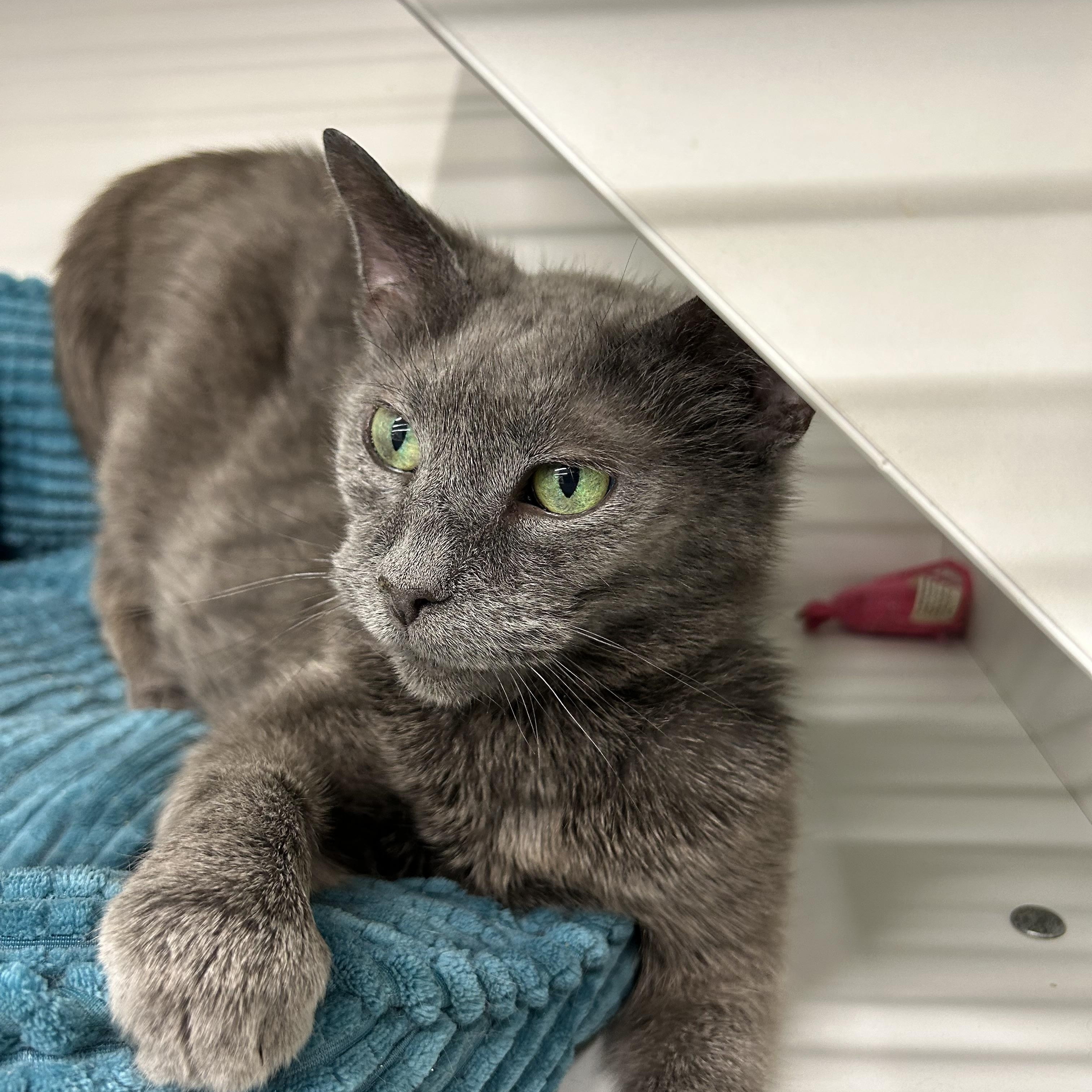 Cleopatra , a ADOPTABLE Domestic Short Hair in Independence, OH image 2/2