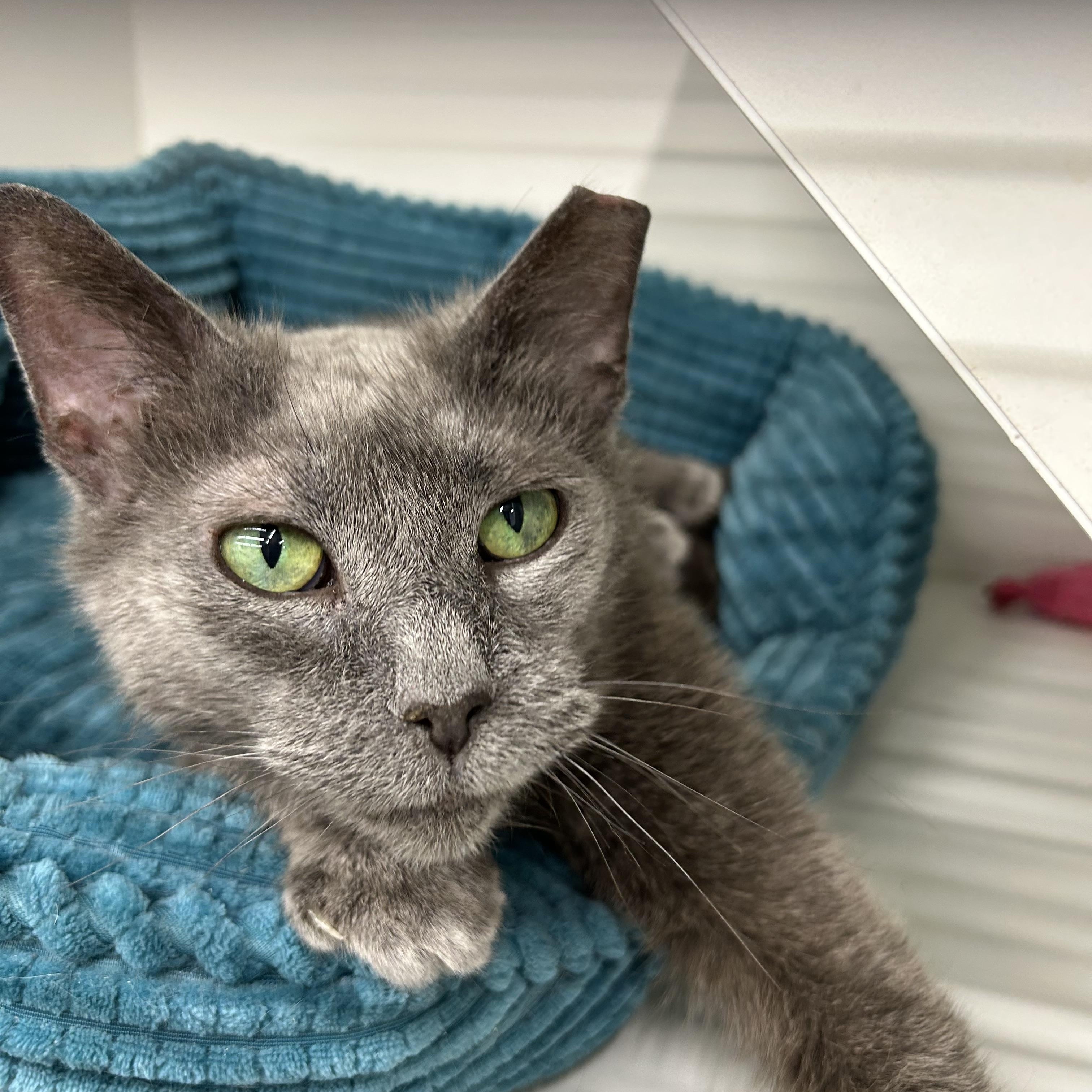 Cleopatra , a ADOPTABLE Domestic Short Hair in Independence, OH image 1/2