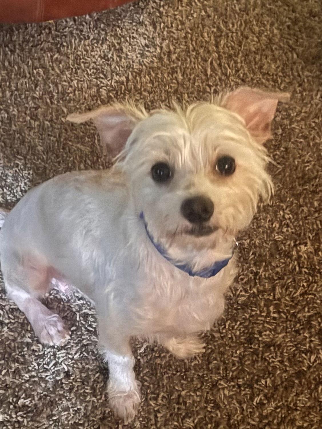 Kenny, Adoptable, Adult Male Maltese & Yorkshire Terrier.