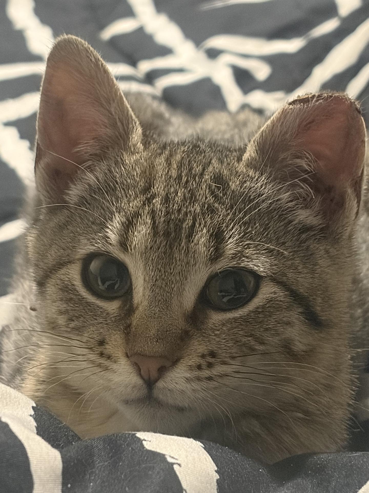 Enlarge Hamantha Spring Garden, an adopted Domestic Short Hair in Philadelphia, PA image 1/5