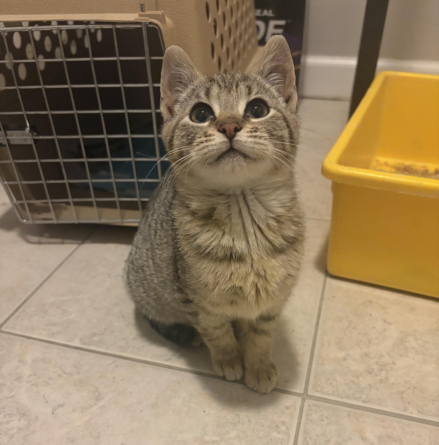 Enlarge Hamantha Spring Garden, an adopted Domestic Short Hair in Philadelphia, PA image 5/5