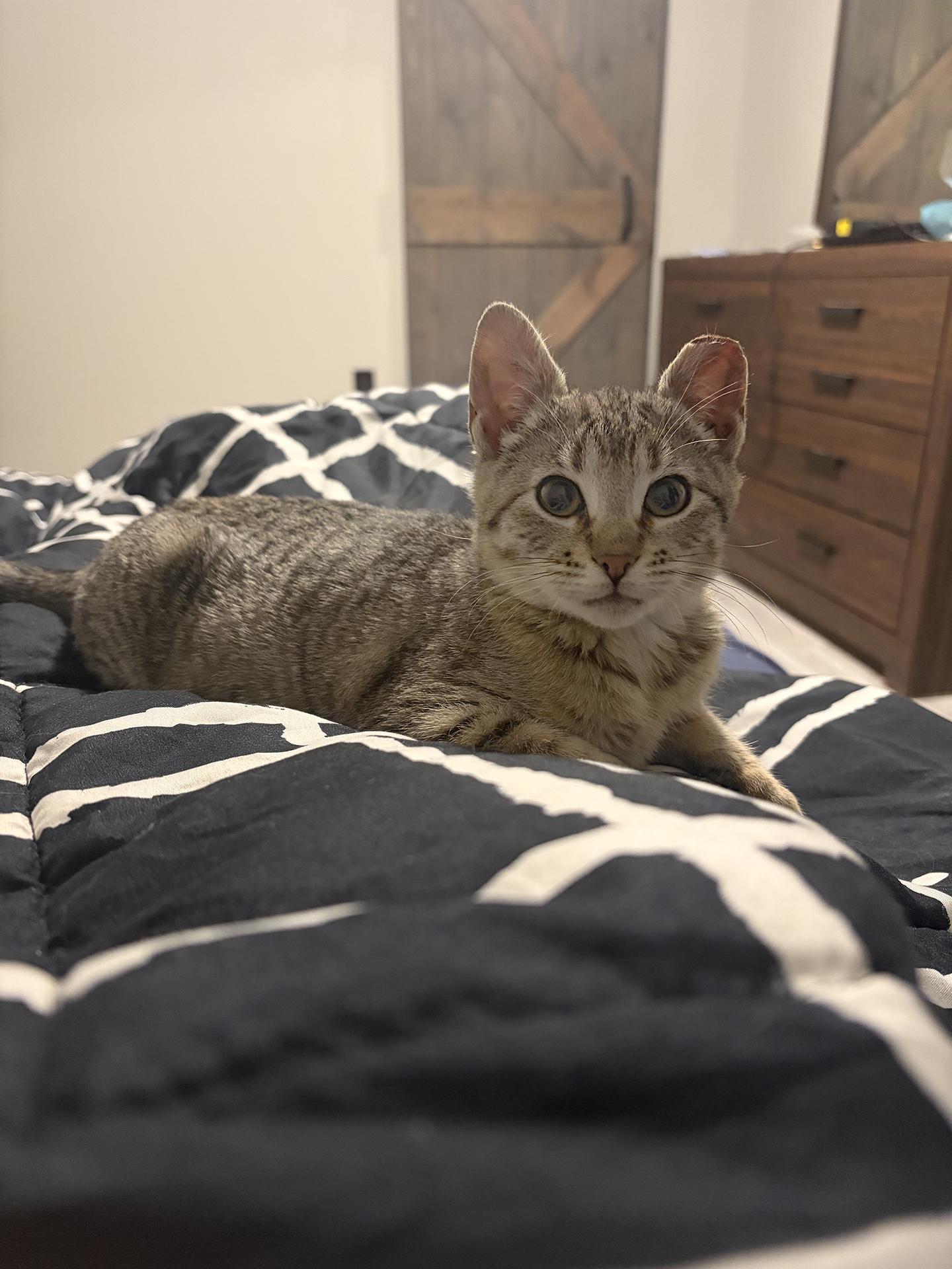 Enlarge Hamantha Spring Garden, an adopted Domestic Short Hair in Philadelphia, PA image 4/5