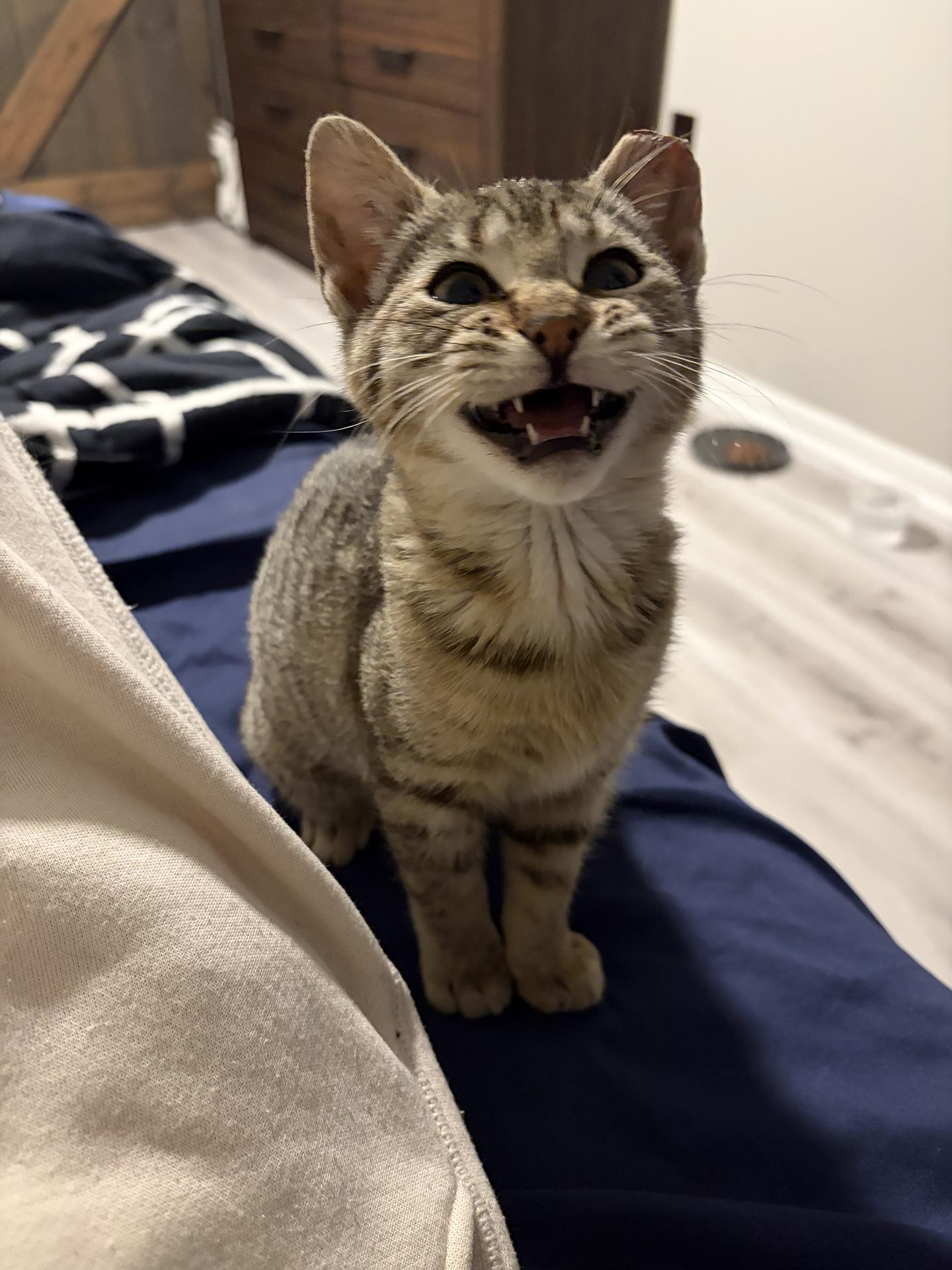 Enlarge Hamantha Spring Garden, an adopted Domestic Short Hair in Philadelphia, PA image 2/5