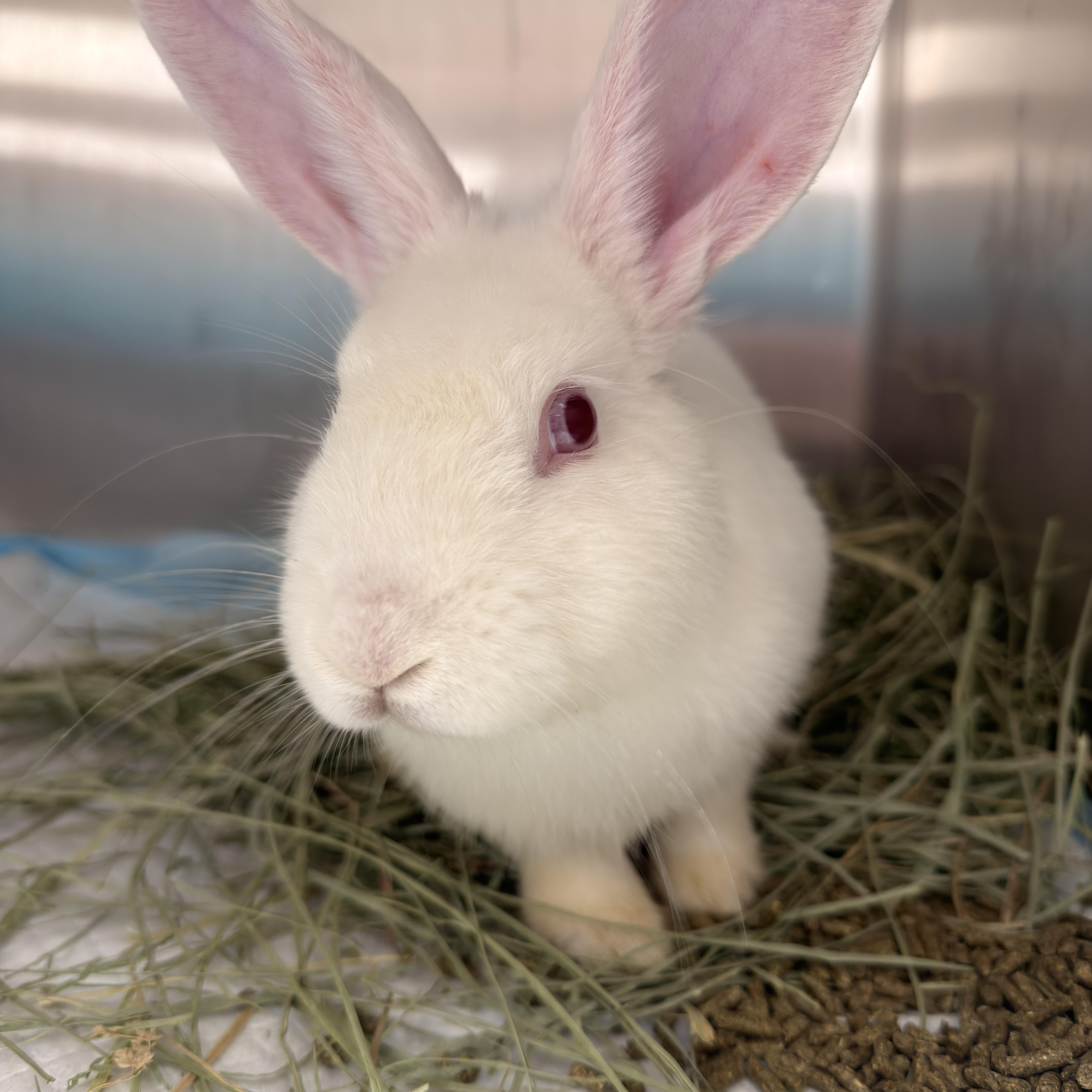 Jackhammer, ADOPTABLE, Young Male Florida White.