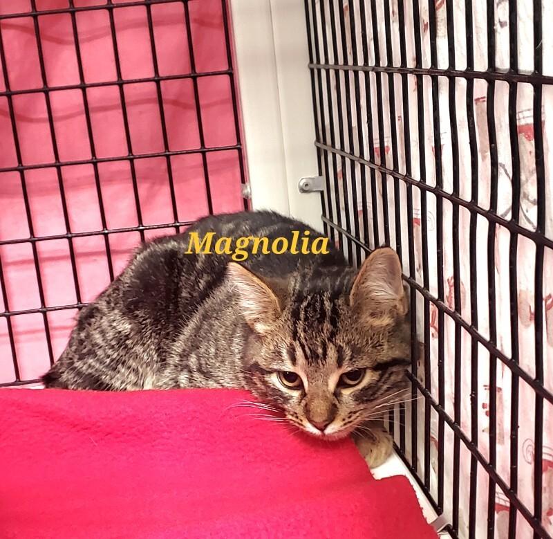 Magnolia, Adoptable, Young Female Domestic Short Hair.