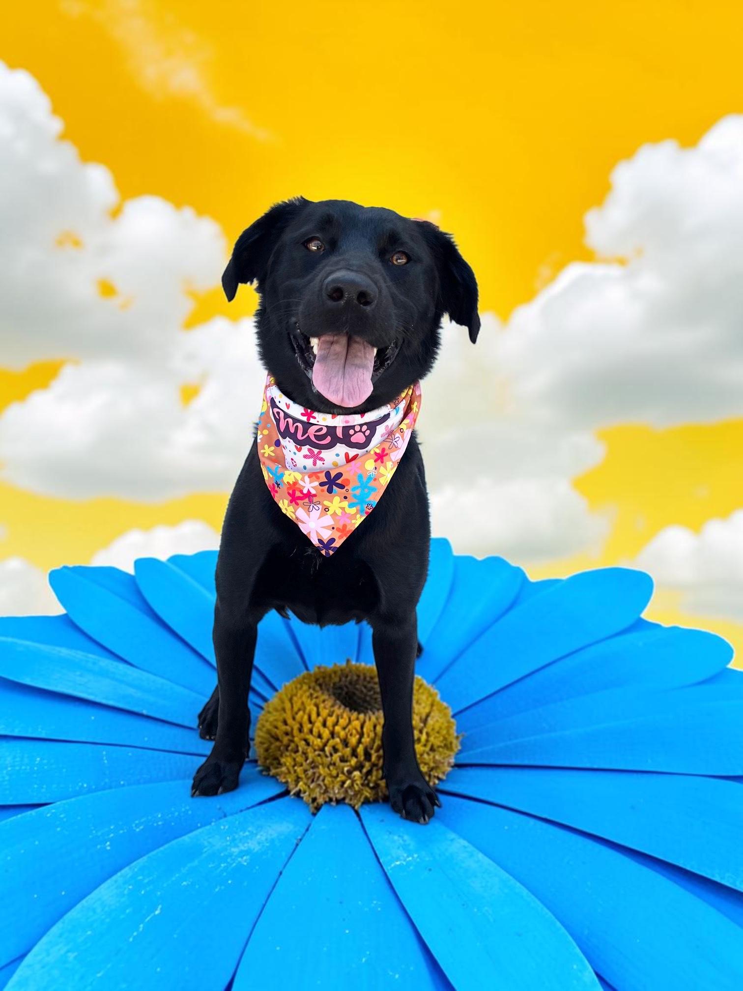 Benny- ADOPT Me, a ADOPTABLE mixed breed in Redondo Beach, CA image 3/6