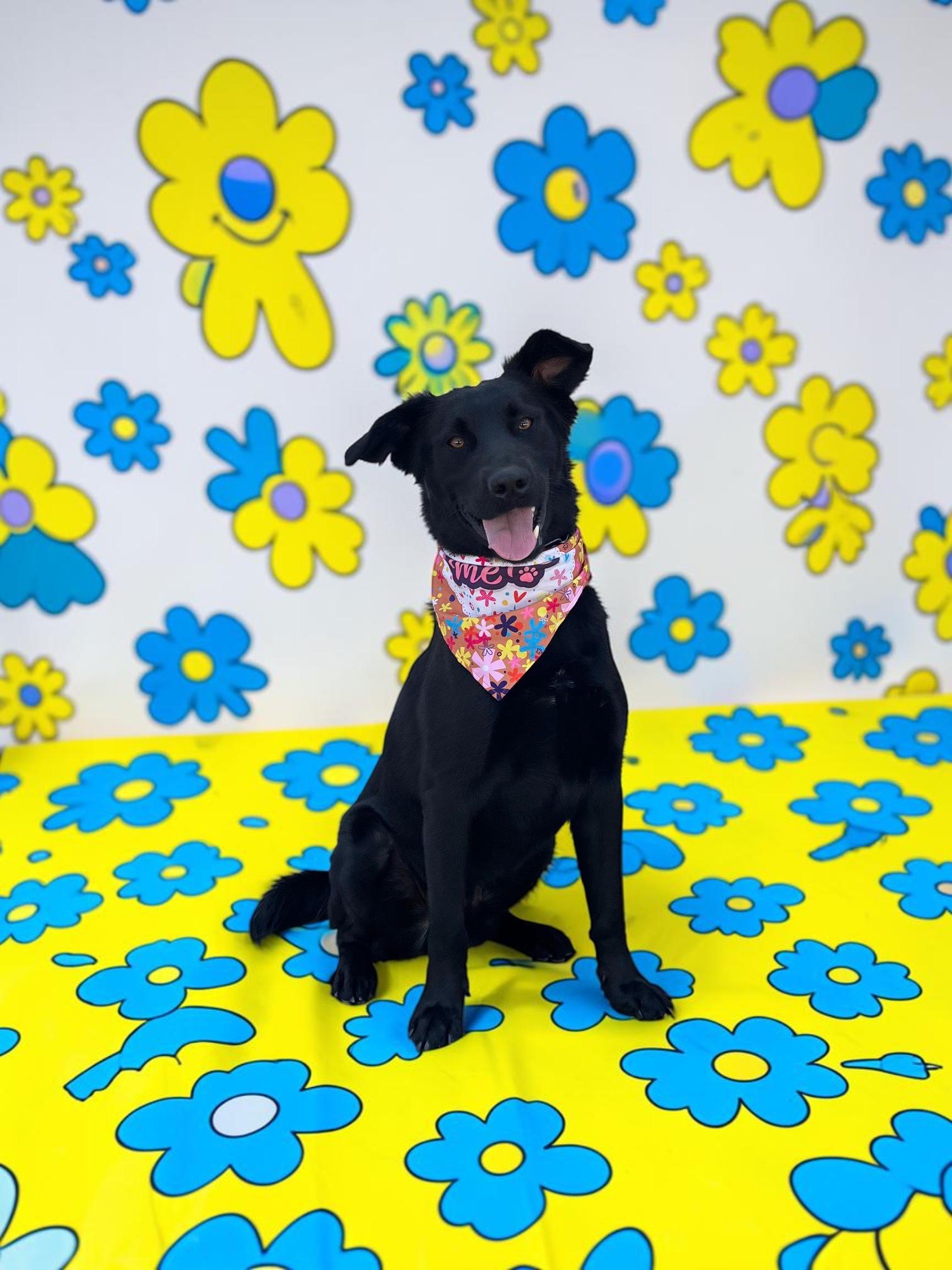 Benny- ADOPT Me, ADOPTABLE, Adult Male Black Labrador Retriever.