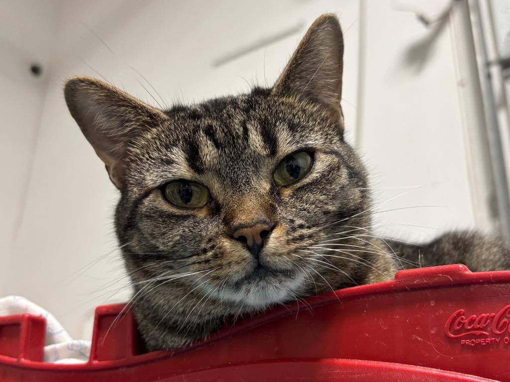 Enlarge Biscuit, a Adoptable mixed breed in Powell, OH image 1/2