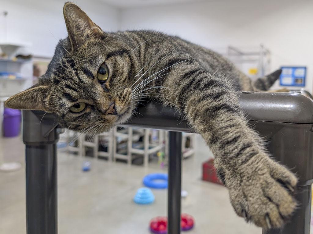 Biscuit, Adoptable, Young Female Domestic Short Hair & Tabby.