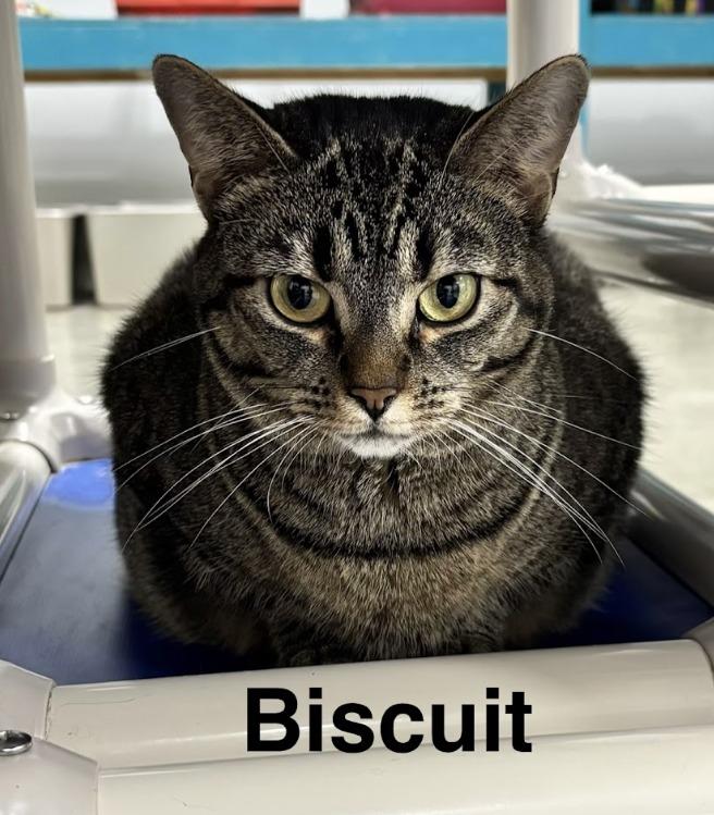 Enlarge Biscuit, a Adoptable mixed breed in Powell, OH image 2/2